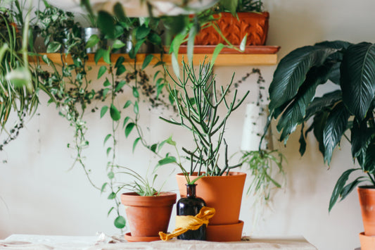 Tips to growing plants indoor!